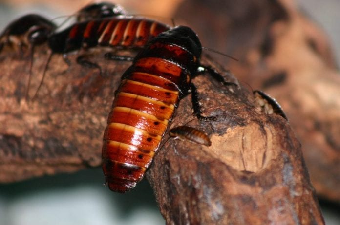 žohar madagaskarski 2