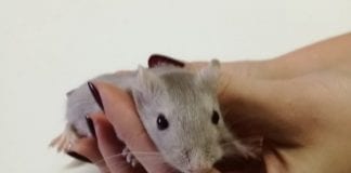 DIVLJA SRIJEDA U ŽIVOTINJSKOM KUTKU: Ovotjedni gost je gerbil