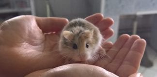 Divlja srijeda o noćnom životu i obraščićima simpatičnog hrčka