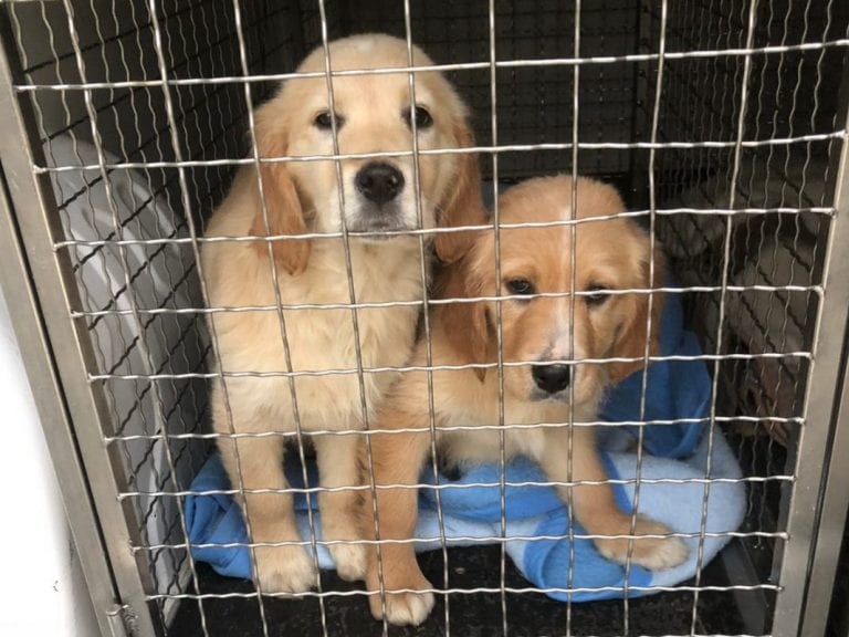 Svjetski dan napuštenih životinja