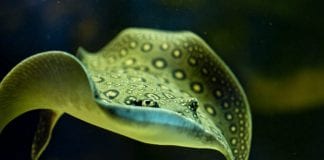 Najmlađi u Zoološkom vrtu uče o zdravlju