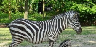 Mala zebra posjetiteljima Zoološkog vrta oduzima dah