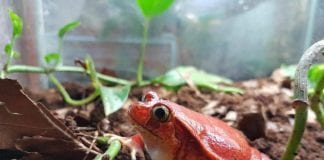 Divlja srijeda o žabi rajčici i njezinu napuhavanju