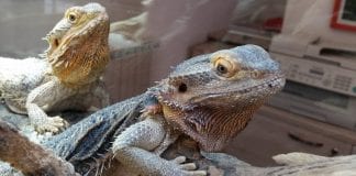 Kraljevski piton i bradate agame najavljuju Reptilomaniju plus