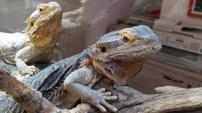 Kraljevski piton i bradate agame najavljuju Reptilomaniju plus