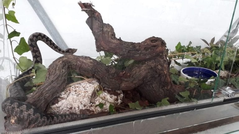 FLORAART: Poskok i riđovka na Bundeku