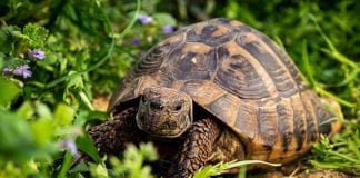 Simpatična čančara spremna za Divlju srijedu