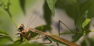 Divlja srijeda o tajanstvenom životu bogomoljke