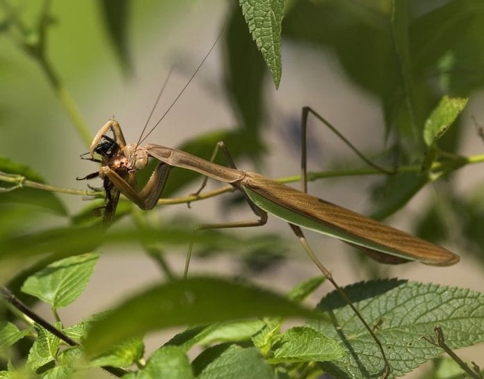 praying-mantis-67762_960_720