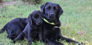 O psima vodičima i pomagačima u Životinjskom kutku