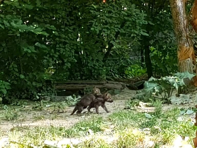 Maksimirski vuk i vučica dobili tri mladunca