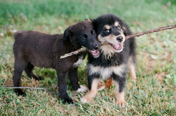 Štenci (Foto Davor Zupičić)_1