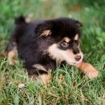 Štenci (Foto Davor Zupičić)_2