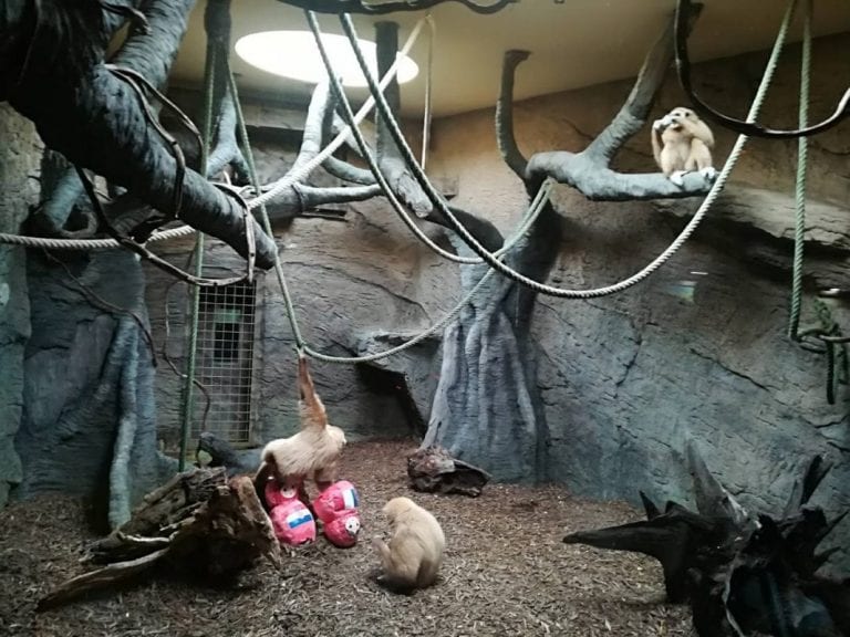 Gibon Kent Hrvatskoj predviđa srebro