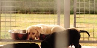 Prikupljanje hrane za pse Azila Osijek