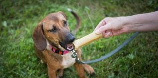 Nehumano: Zavezao skotnu ženku i ostavio je bez hrane i vode, uginula je