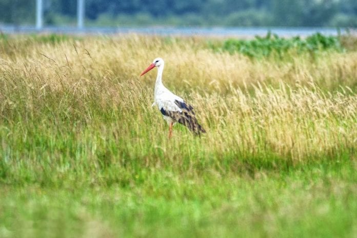 Roda u polju - umanjena