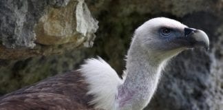 Međunarodni dan strvinara