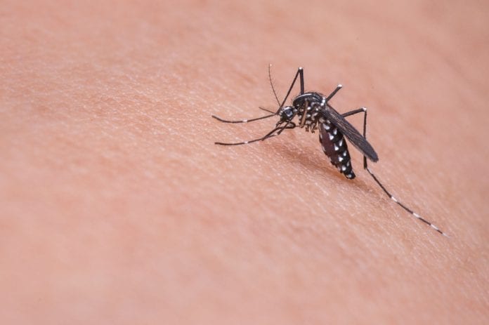 mosquito-719613_960_720