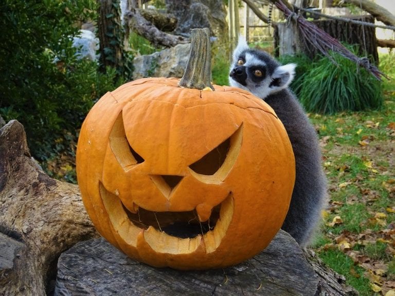 Bundeve pred životinjama: za igru ili pod zub