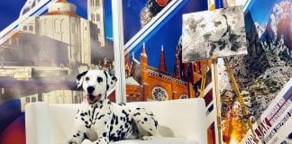 Povijesni uspjeh hrvatske pasmine: Dalmatinski pas prvi put proglašen najljepšim psom Europe