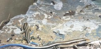 Divlje srijede uz duginog rovaša i kuniće