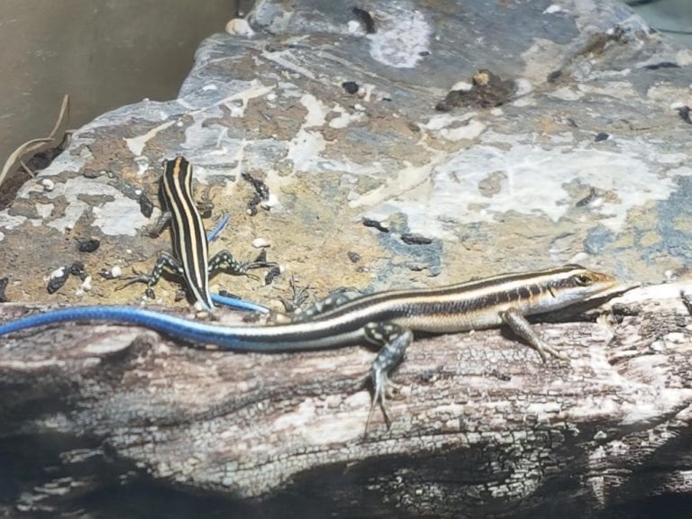 Divlje srijede uz duginog rovaša i kuniće