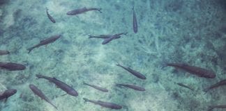 Povodom svjetskog dana hrane WWF upozorava: nestane li ribe, nestat će i ljudi