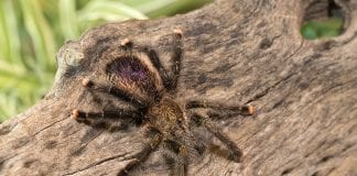 Najbolji uvod u Noć vještica: upoznavanje tarantule u Životinjskom kutku