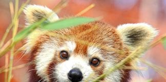 Mia Dimšić na posebnom zadatku za Dan crvenih pandi