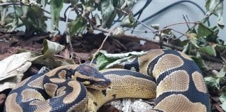 Novi gosti Divljih srijeda: kraljevski piton i kunići