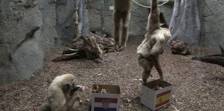 Razdor u obitelji gibona