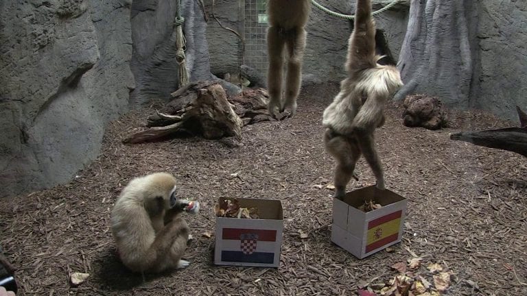 Razdor u obitelji gibona