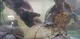 Mošusna kornjača – mirišljava mesožderka posljednja gošća Divlje srijede ove godine