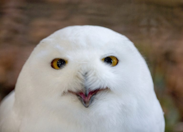 Egzotična zima u Zoo vrtu: Ljuskavi, dlakavi i pernati