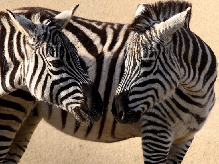 Valentinovo razotkriva sva lica mužjaka u životinjskom svijetu