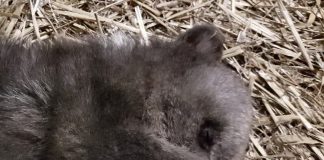 Medvjedić Matija odlično napreduje!