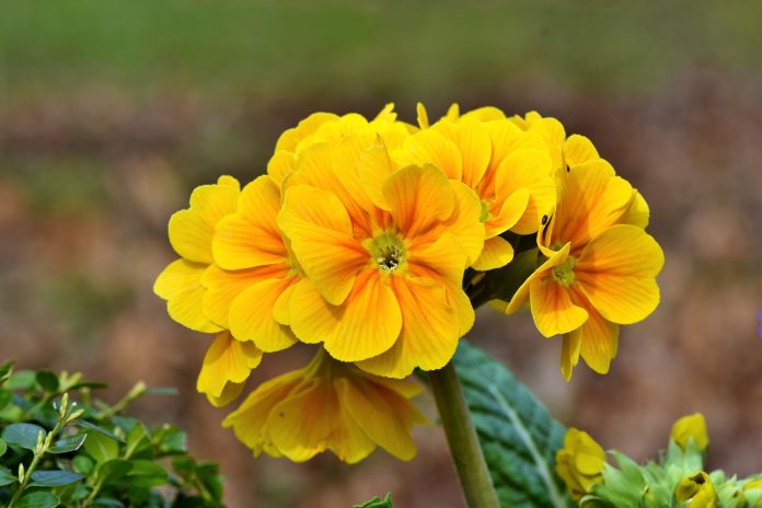 primrose-3984642_1920