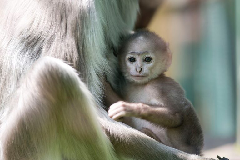 Čari Indije – kruna Zelenog vikenda u Divljem srcu grada
