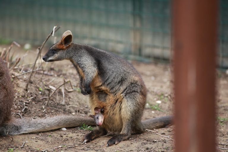 Najslađa najava Dana Australije: Mali valabi provirio iz tobolca