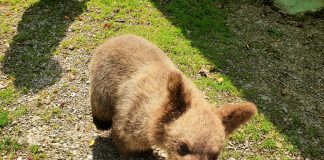 Medvjedić Matija obožava igre u vodi i novosti na jelovniku
