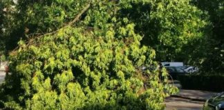 HRVATSKE ŠUME: Uklanjanje porušenih stabala na Medvednici je pri kraju