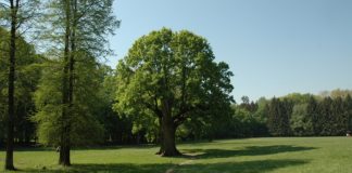 Maksimirski Dedek u konkurenciji za hrvatsko stablo 2019.