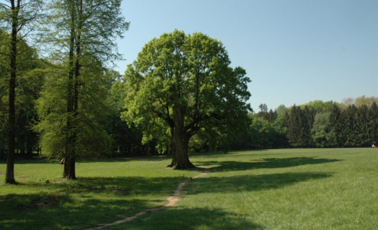 Maksimirski Dedek u konkurenciji za hrvatsko stablo 2019.