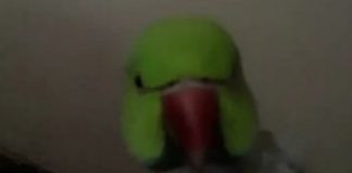 Traži se papigica Riki, nestao je na Borongaju