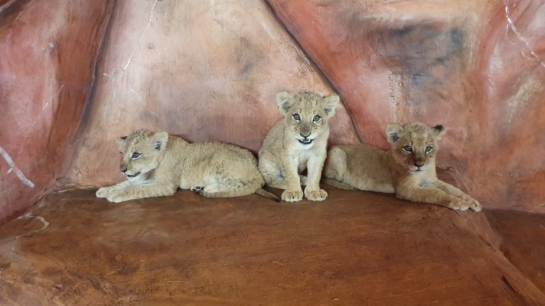 Kćeri zagrebačkog lava koji je preselio u Tuzlu navršile tri mjeseca