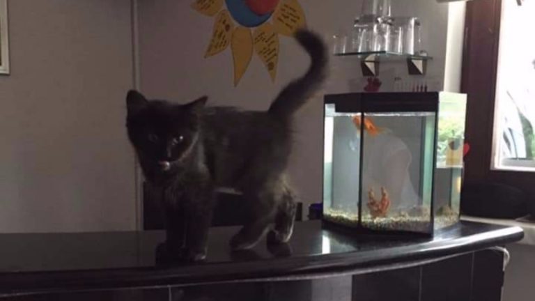 Trogodišnjakinja u Španskom traži mačića, komentar jedne žene sve je izbezumio