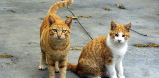 Zagreb dobiva sklonište za mačke: Investicija se planira za iduću godinu