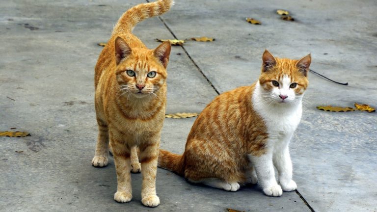 Zagreb dobiva sklonište za mačke: Investicija se planira za iduću godinu