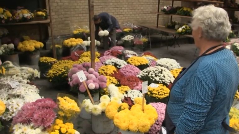 VIDEO Građani najviše kupuju krizanteme, na Mirogoju se cijene kreću od 35 do 200 kuna